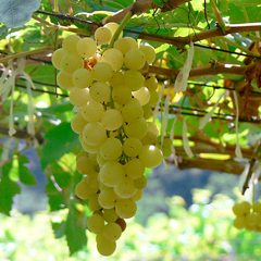 chenin-blanc-grapes